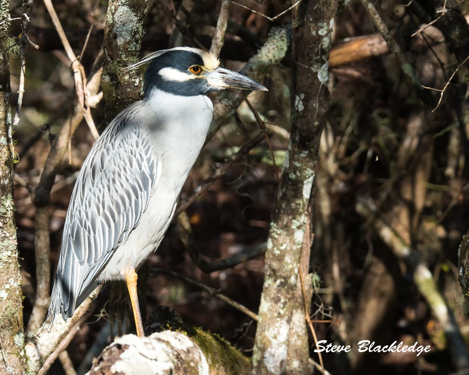 Steve Blackledge captures a handsome Yellow-crowned Night-Heron