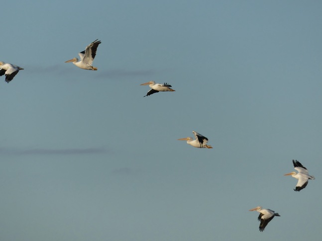 Pelicans