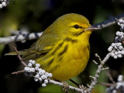 Prairie Warbler