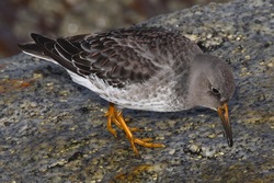 Purple Sandpiper