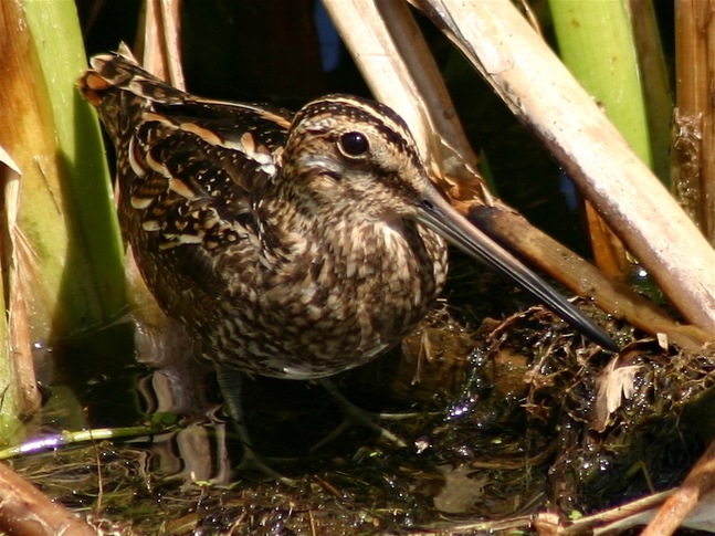 Wilson's Snipe