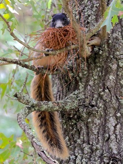 Sherman Fox Squirrel