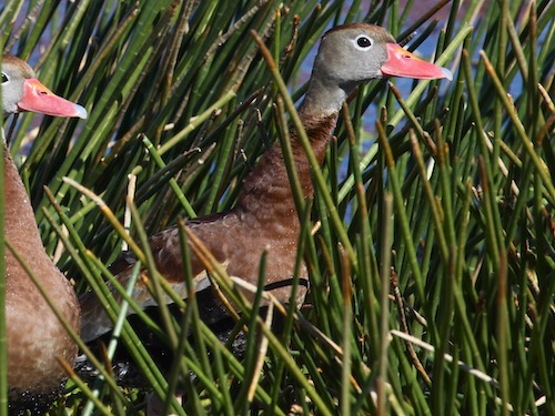 Black-bellied Whistling-ducks