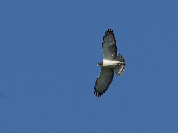 Short-tailed Hawk