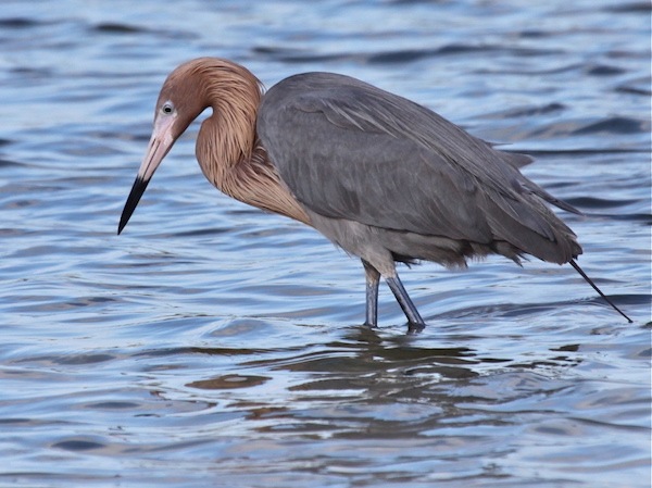 Reddish Egret