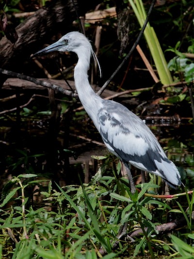 Little Blue Heron