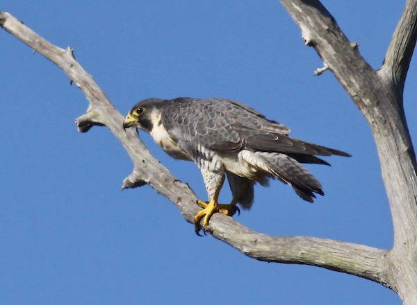 Peregrine Falcon