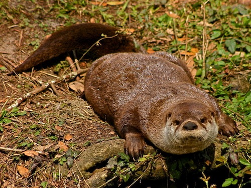 Otter