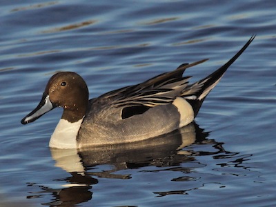 Northern Pintail