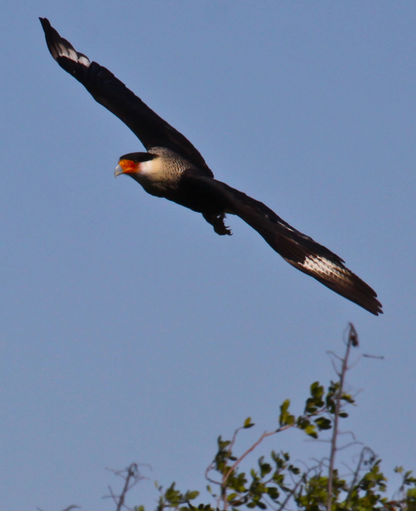 Caracara