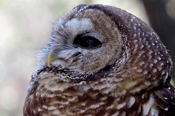 Mexican Owl