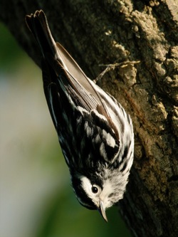 BW Warbler