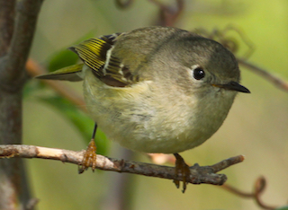 Kinglet