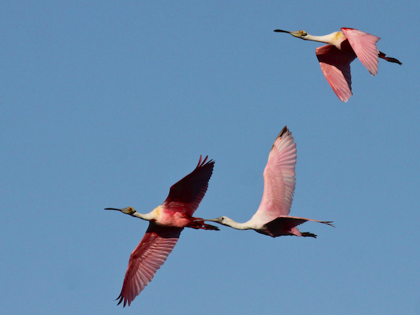 Spoonbill