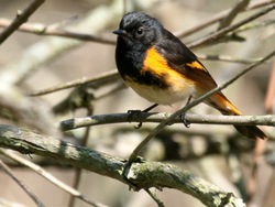 American Redstart