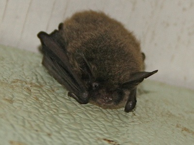 BigBrownBat