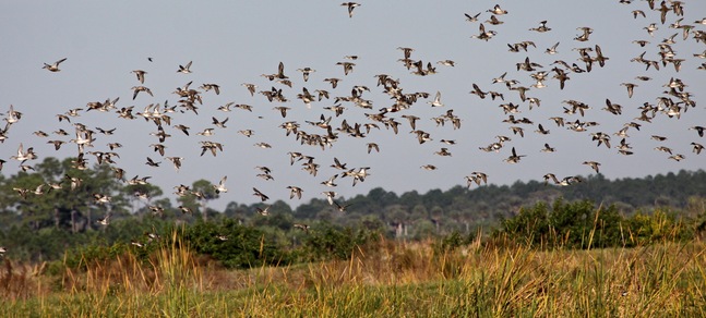 Migrating Ducks