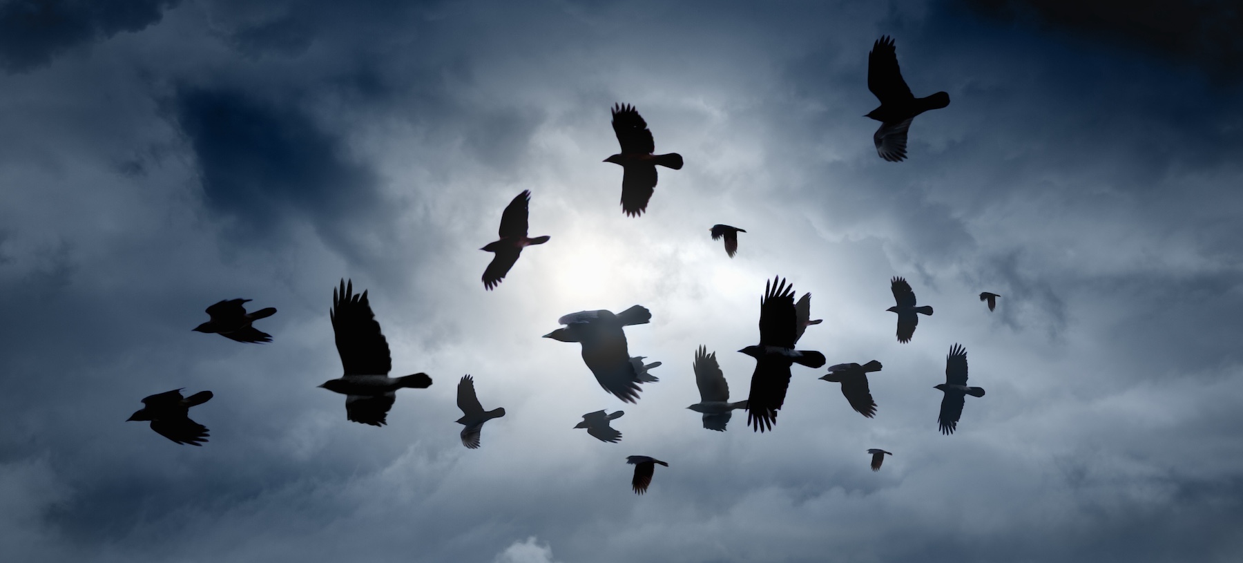 The Birds