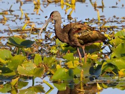 White-faced Ibis