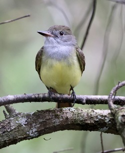 Great-crested Flycatcher