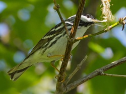 BlackpollWarbler