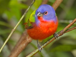 Painted Bunting