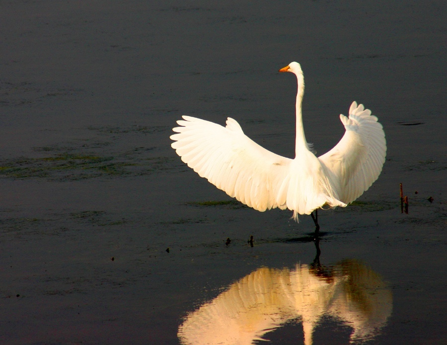 Great Egret