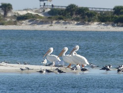 White Pelicans