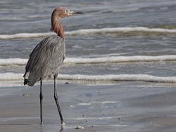 Reddish Egret