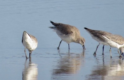 2016 HRA Christmas Bird Count First Look