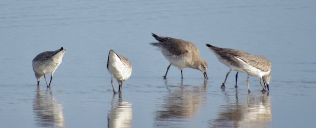 2016 HRA Christmas Bird Count First Look