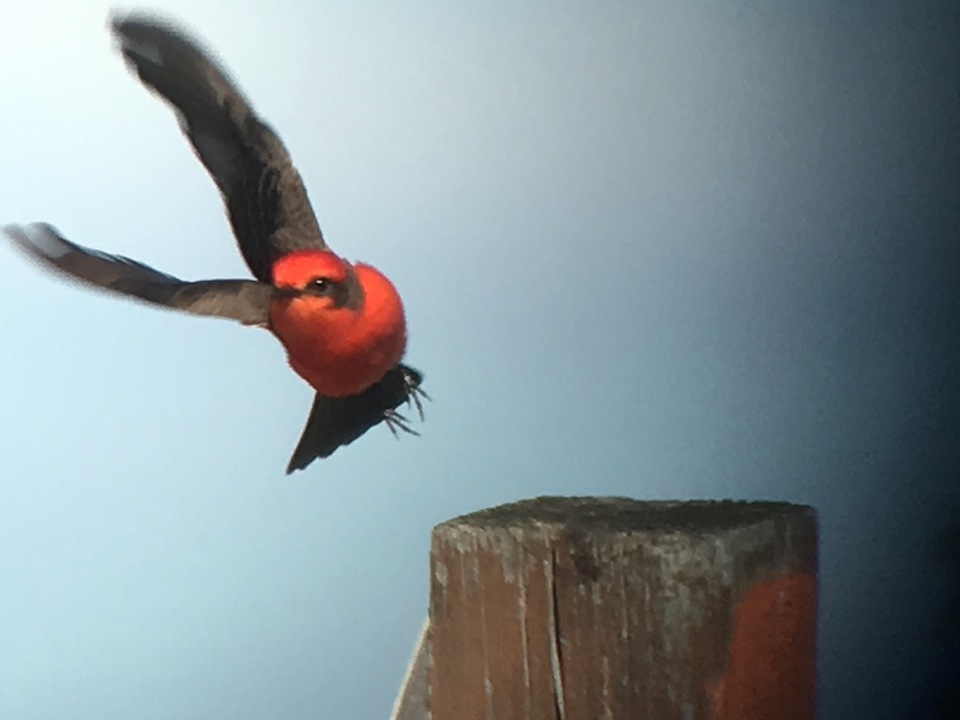 Vermillion Flycatcher by Joan Tague